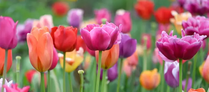 shop-fall-flower-bulbs-2025