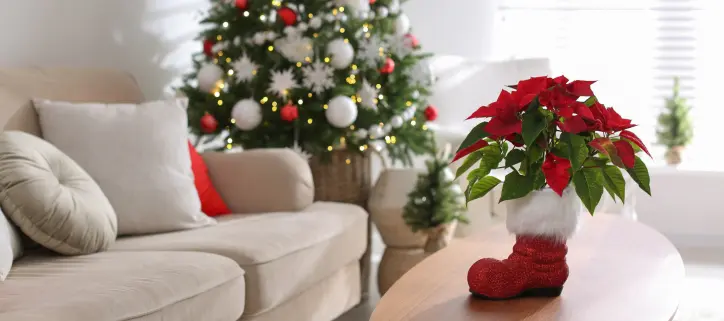 Bring holiday plants to your home
