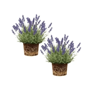 Lavender Plants Live Set of 2, Fragrant Herb Plugs, 3-5'' Tall