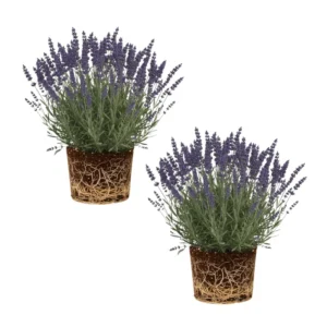 Lavender Plants Live Set of 2, Fragrant Herb Plugs, 3-5'' Tall