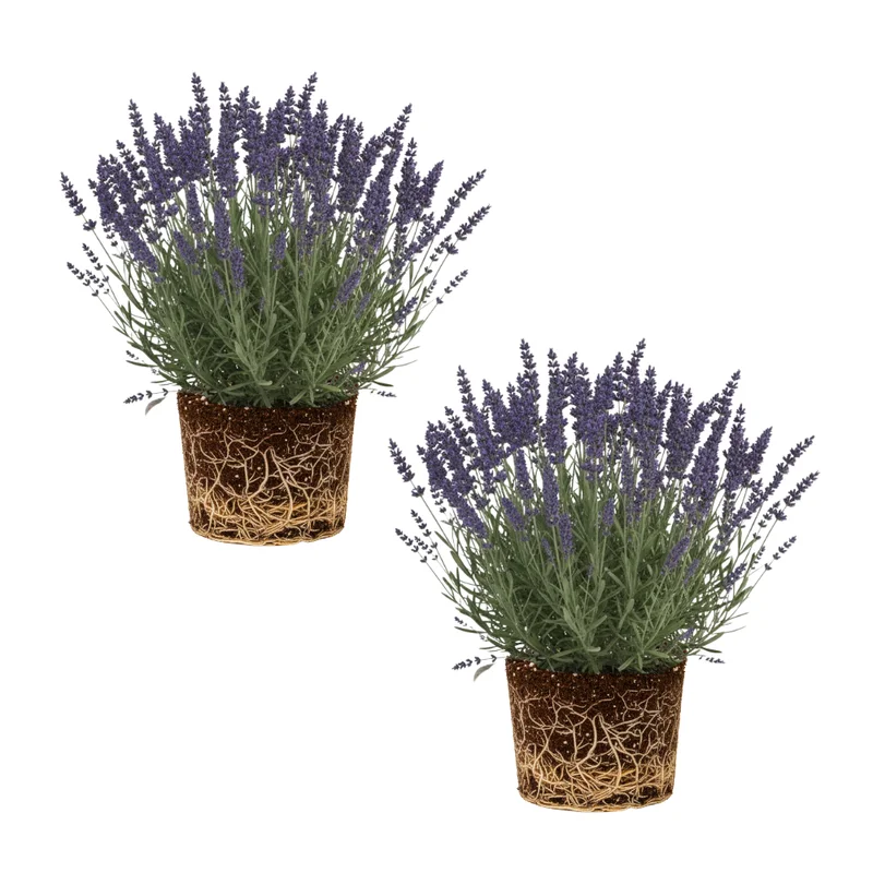 Lavender Plants Live Set of 2, Fragrant Herb Plugs, 3-5'' Tall