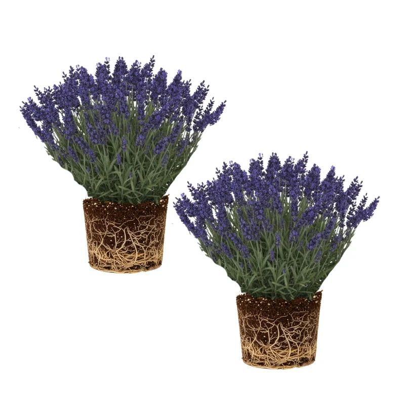 Lavender Plants Live Set of 2, Fragrant Herb Plugs, 3-5'' Tall