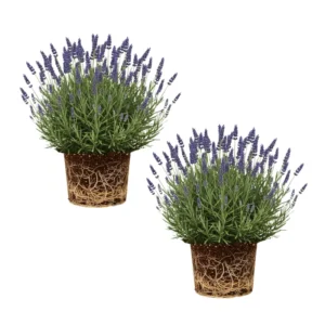 Lavender Plants Live Set of 2, Fragrant Herb Plugs, 3-5'' Tall