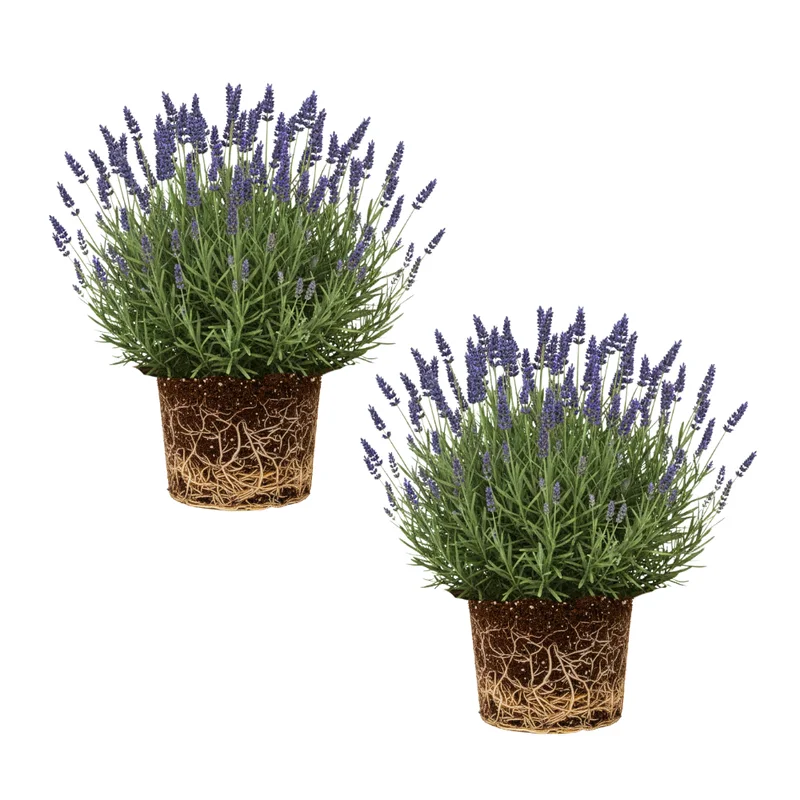 Lavender Plants Live Set of 2, Fragrant Herb Plugs, 3-5'' Tall
