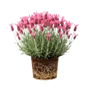 Live Lavender Plant 4'' Pot, Fragrant Herb, Well Rooted Flowering Bushes