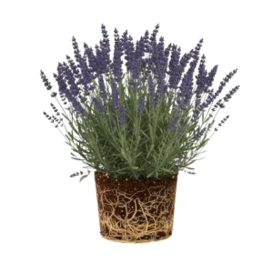 Live Lavender Plant 4'' Pot, Fragrant Herb, Well Rooted Flowering Bushes