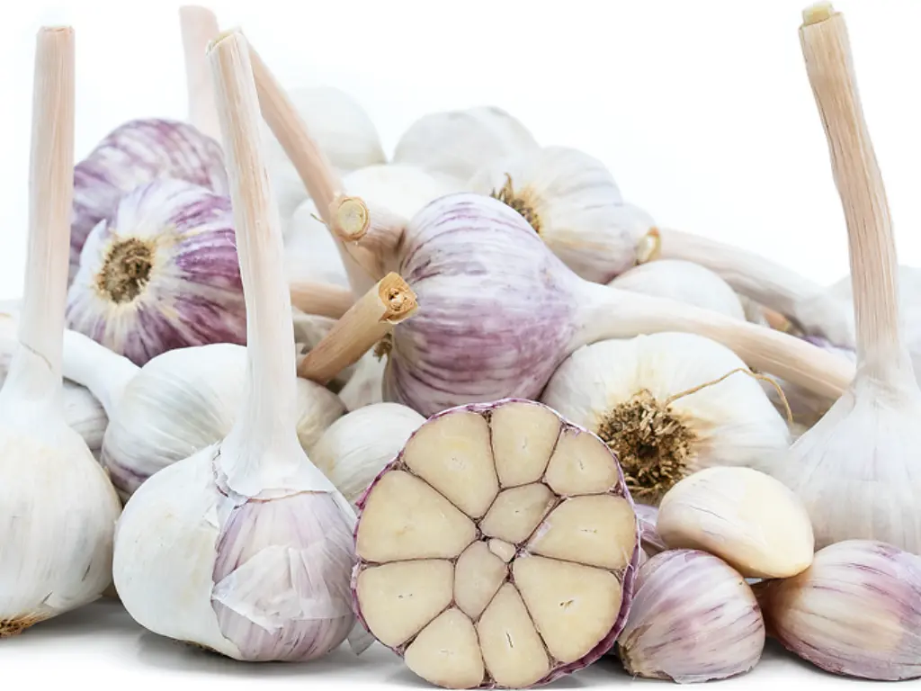 Music garlic bulbs and cloves - Popular Garlic Varieties to Grow This Fall 