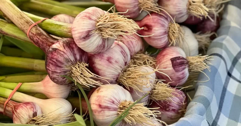 Popular Garlic Varieties to Grow This Fall (2)