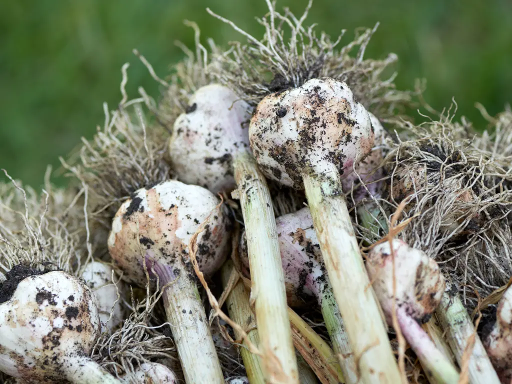 Curing freshly harvested garlic bulbs in a shaded area