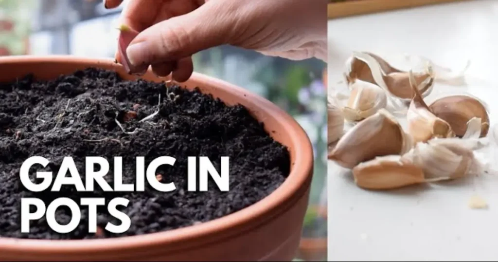 how to grow garlic in pots