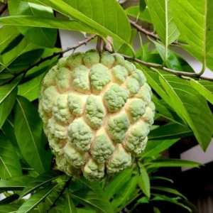 Sugar Apple Tree Live Plant - 3 Feet Tall - Tropical Fruit Tree