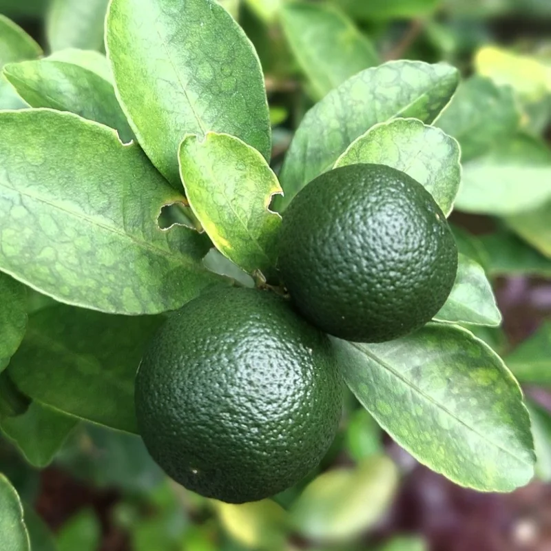 Calamansi Tree Live Plant - 3 Ft Tall Sour Citrus Tree in 5 Gallon Pot