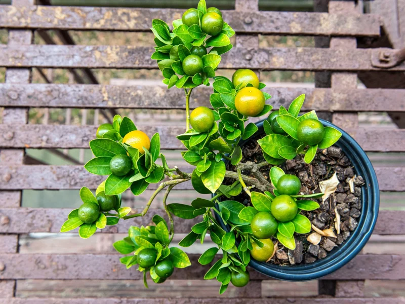 Calamansi Tree Live Plant - 3 Ft Tall Sour Citrus Tree in 5 Gallon Pot