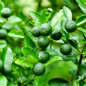 Calamansi Tree Live Plant - 3 Ft Tall Sour Citrus Tree in 5 Gallon Pot