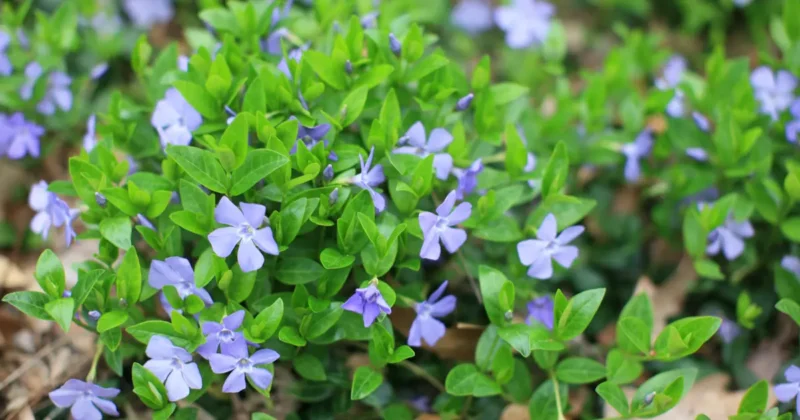 The Best Companion Plants for Periwinkle