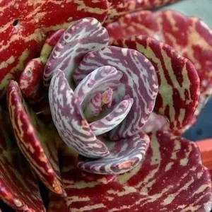 Kalanchoe Humilis ‘Desert Surprise’ Rare Exotic Rooted Live Succulent Plant In 2"& 4" Pot - Image 3