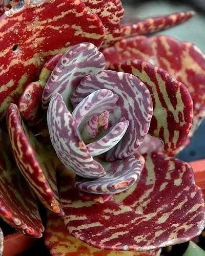 Kalanchoe Humilis ‘Desert Surprise’ Rare Exotic Rooted Live Succulent Plant In 2"& 4" Pot - Image 3