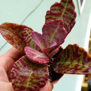 Kalanchoe Humilis ‘Desert Surprise’ Rare Exotic Rooted Live Succulent Plant In 2"& 4" Pot - Image 2