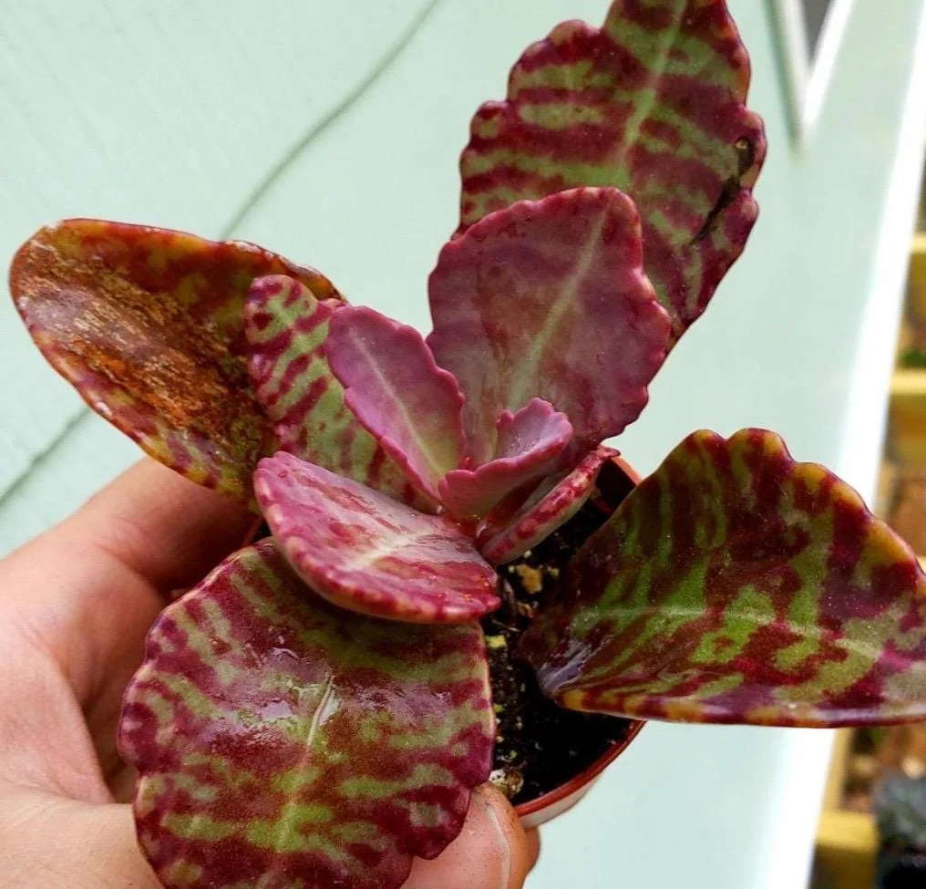 Kalanchoe Humilis ‘Desert Surprise’ Rare Exotic Rooted Live Succulent Plant In 2"& 4" Pot - Image 2