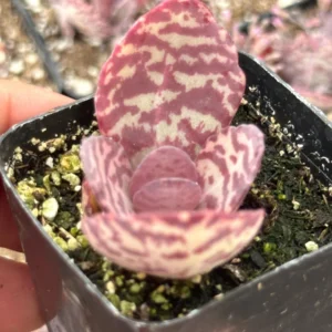 Kalanchoe Humilis ‘Desert Surprise’ Rare Exotic Rooted Live Succulent Plant In 2"& 4" Pot - Image 5