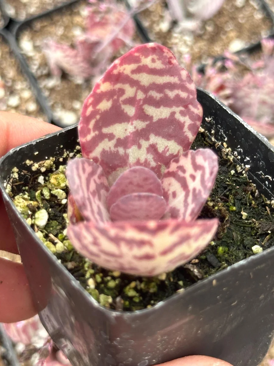 Kalanchoe Humilis ‘Desert Surprise’ Rare Exotic Rooted Live Succulent Plant In 2"& 4" Pot - Image 5