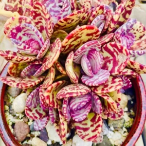 Kalanchoe Humilis ‘Desert Surprise’ Rare Exotic Rooted Live Succulent Plant In 2"& 4" Pot - Image 1