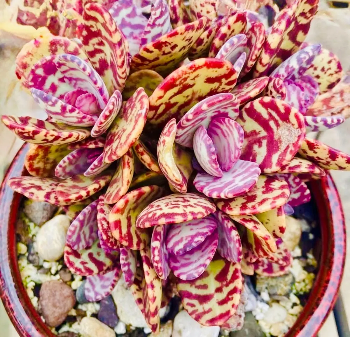 Kalanchoe Humilis ‘Desert Surprise’ Rare Exotic Rooted Live Succulent Plant In 2"& 4" Pot - Image 1