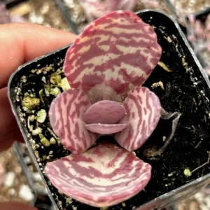 Kalanchoe Humilis ‘Desert Surprise’ Rare Exotic Rooted Live Succulent Plant In 2"& 4" Pot - Image 4