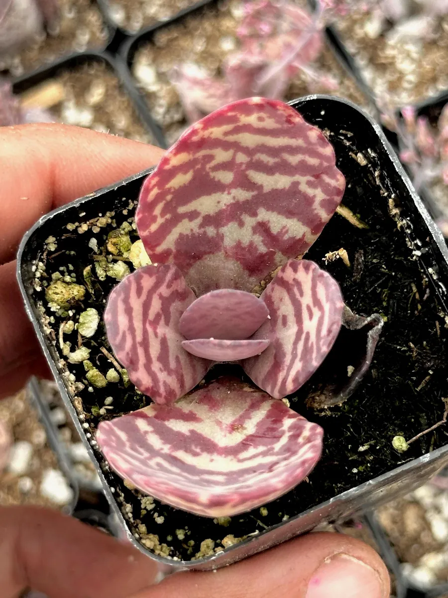 Kalanchoe Humilis ‘Desert Surprise’ Rare Exotic Rooted Live Succulent Plant In 2"& 4" Pot - Image 4