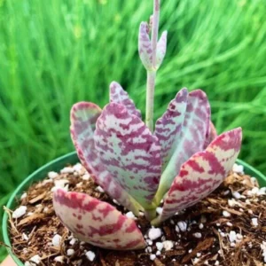 Kalanchoe Humilis ‘Desert Surprise’ Rare Exotic Rooted Live Succulent Plant In 2"& 4" Pot - Image 8