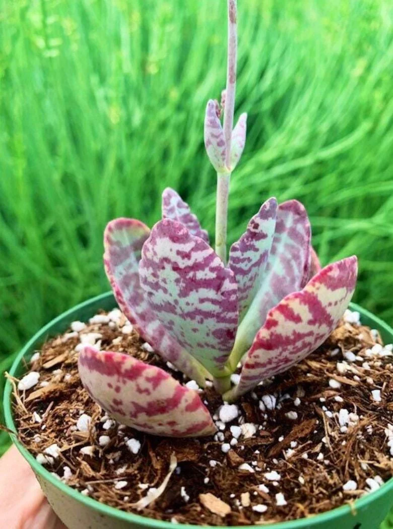 Kalanchoe Humilis ‘Desert Surprise’ Rare Exotic Rooted Live Succulent Plant In 2"& 4" Pot - Image 8