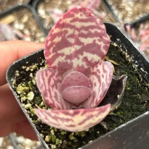 Kalanchoe Humilis ‘Desert Surprise’ Rare Exotic Rooted Live Succulent Plant In 2"& 4" Pot - Image 6