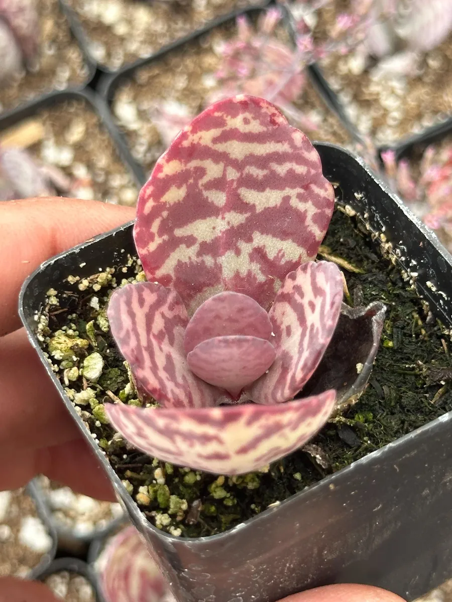 Kalanchoe Humilis ‘Desert Surprise’ Rare Exotic Rooted Live Succulent Plant In 2"& 4" Pot - Image 6