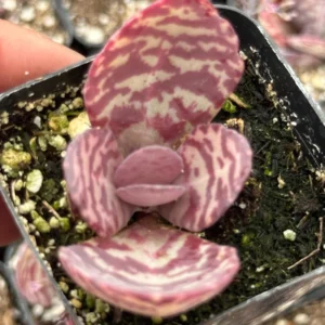 Kalanchoe Humilis ‘Desert Surprise’ Rare Exotic Rooted Live Succulent Plant In 2"& 4" Pot - Image 7