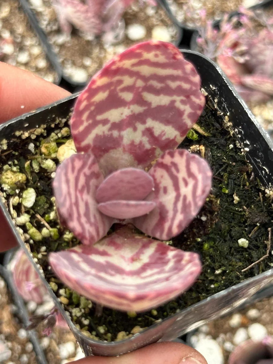 Kalanchoe Humilis ‘Desert Surprise’ Rare Exotic Rooted Live Succulent Plant In 2"& 4" Pot - Image 7