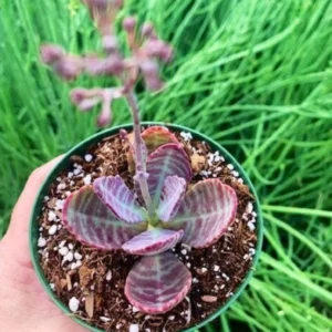Kalanchoe Humilis ‘Desert Surprise’ Rare Exotic Rooted Live Succulent Plant In 2"& 4" Pot - Image 9