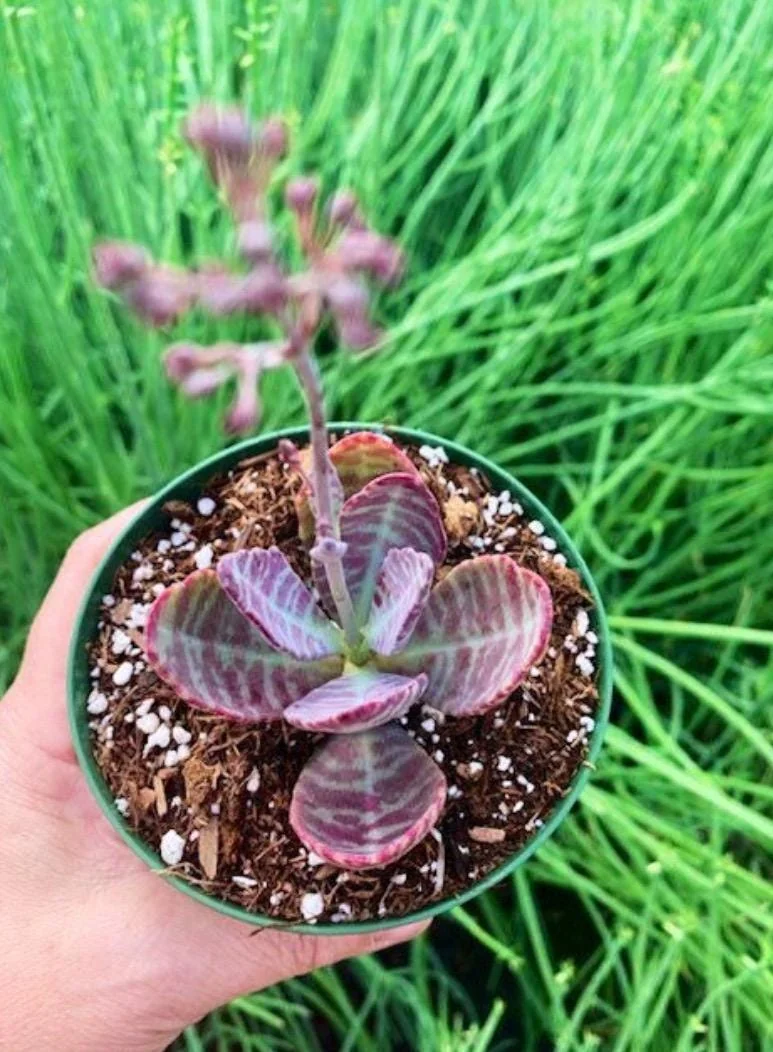 Kalanchoe Humilis ‘Desert Surprise’ Rare Exotic Rooted Live Succulent Plant In 2"& 4" Pot - Image 9