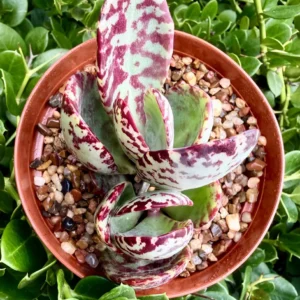 Kalanchoe Humilis ‘Desert Surprise’ Rare Exotic Rooted Live Succulent Plant In 2"& 4" Pot - Image 10