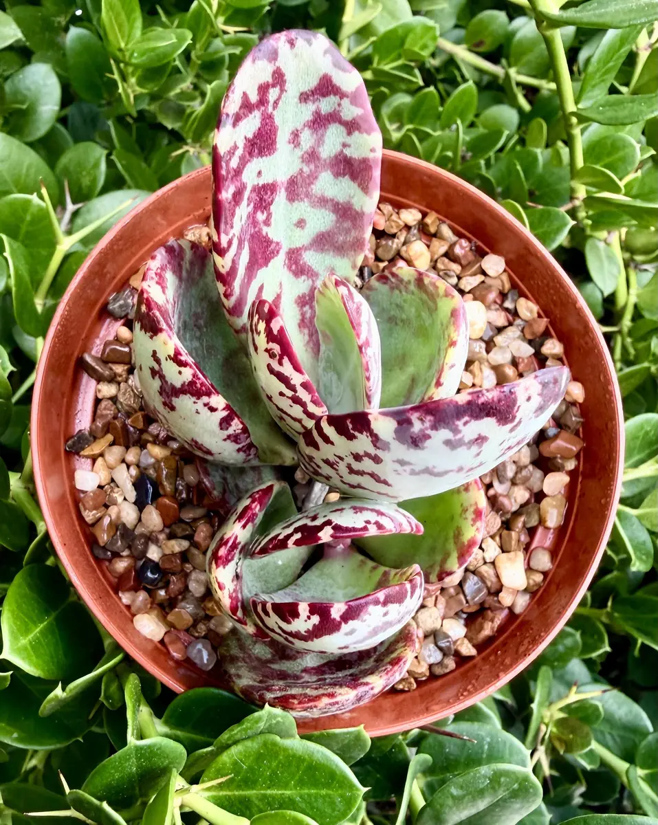 Kalanchoe Humilis ‘Desert Surprise’ Rare Exotic Rooted Live Succulent Plant In 2"& 4" Pot - Image 10